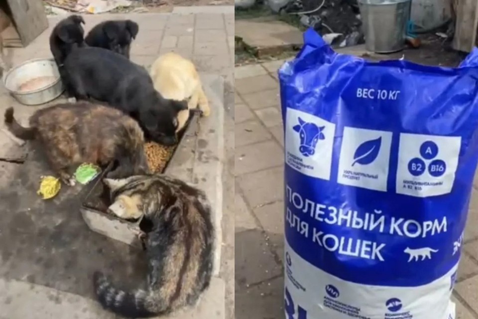    Новосибирцы отправили больше тонны сухого корма за год. Фото: Предоставлено фондом «Своих не бросаем»