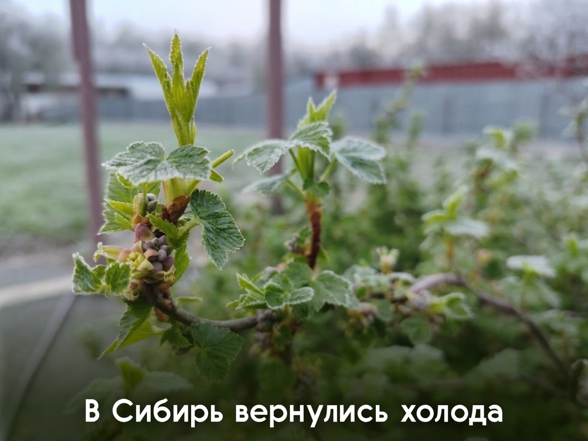 Утренние заморозки в саду