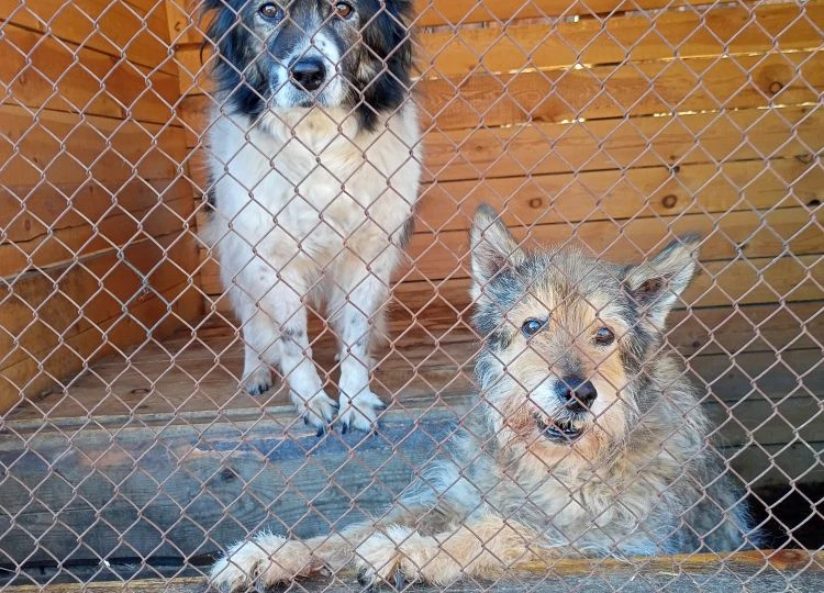 Дорогие друзья, к вам обращается руководитель приюта "Кот и Пёс" Елена Николаевна.