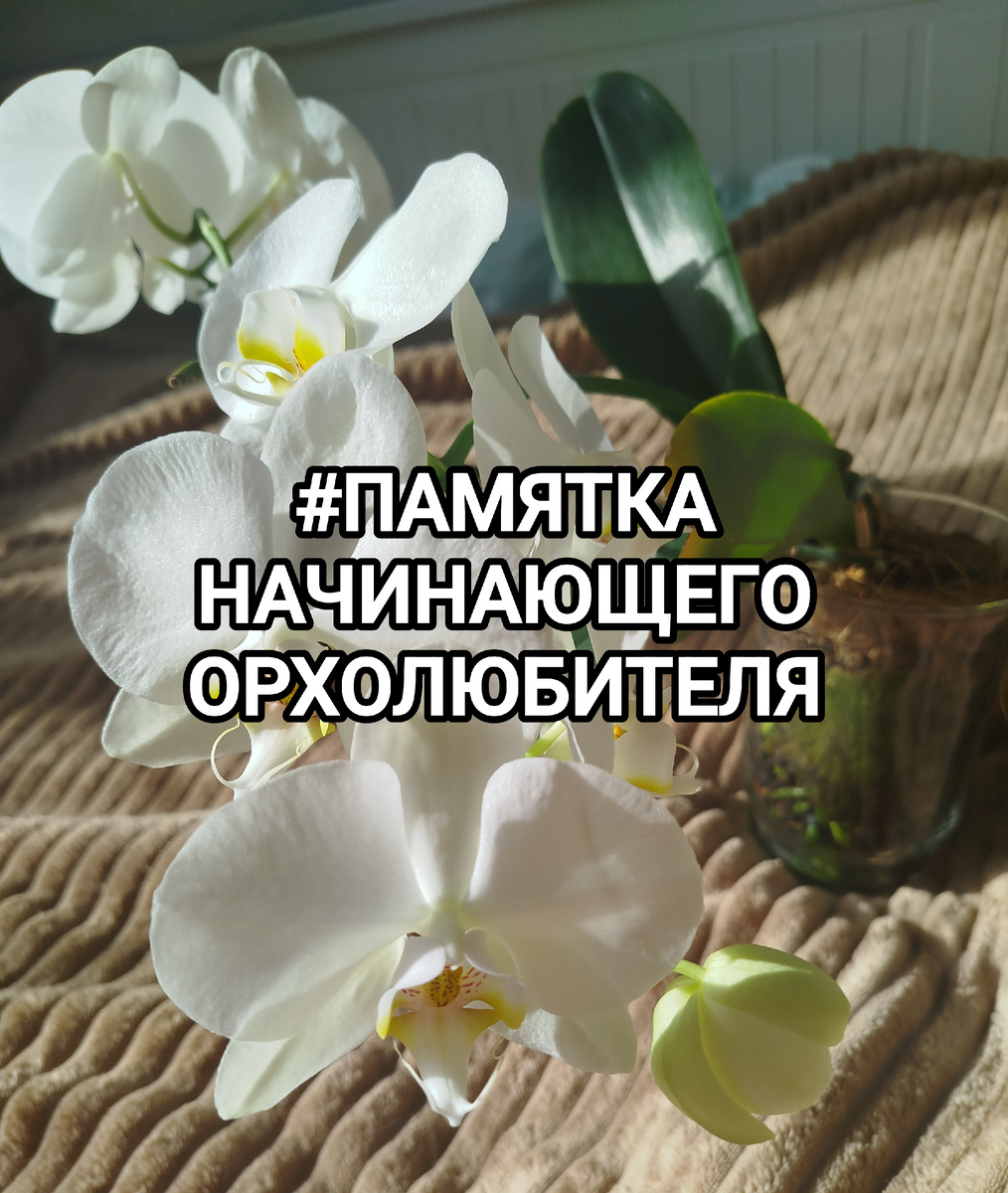 Памятка для начинающего орхомана