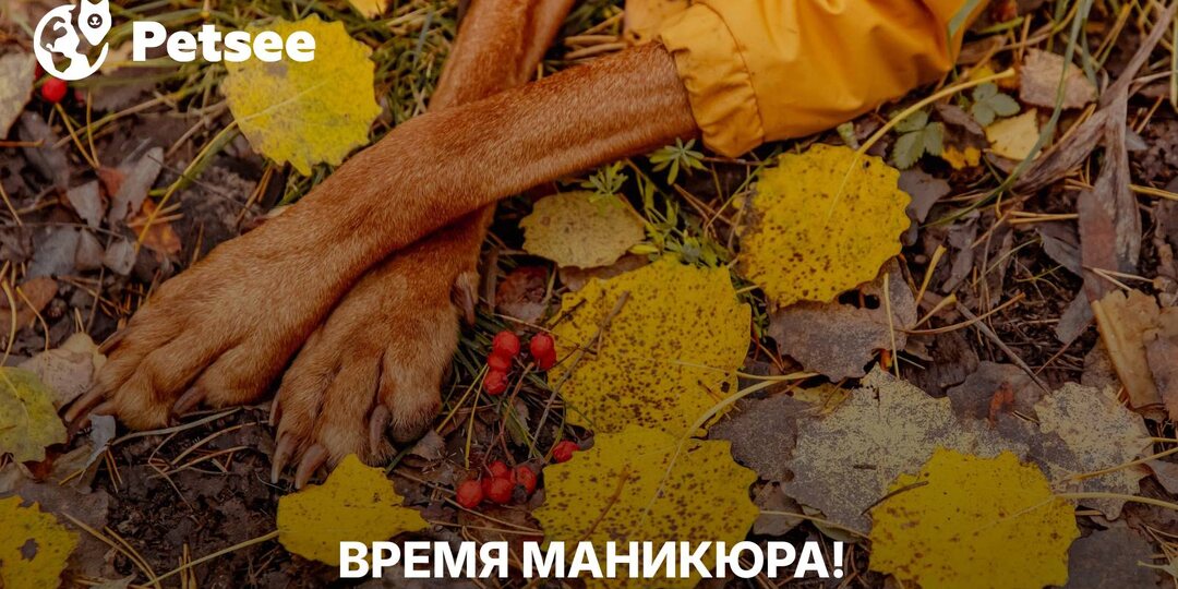 Одна простая процедура спасает лапы питомца, мебель и ваши нервы