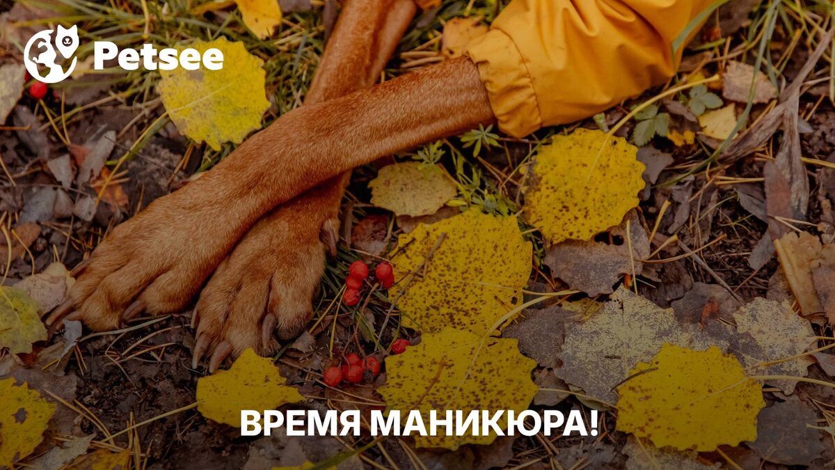 Одна простая процедура спасает лапы питомца, мебель и ваши нервы