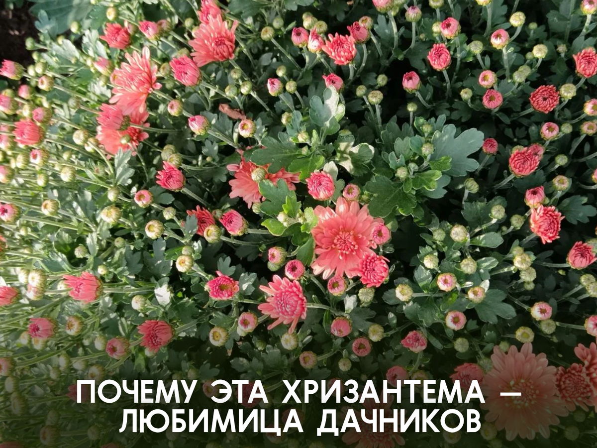 Хризантема мультифлора