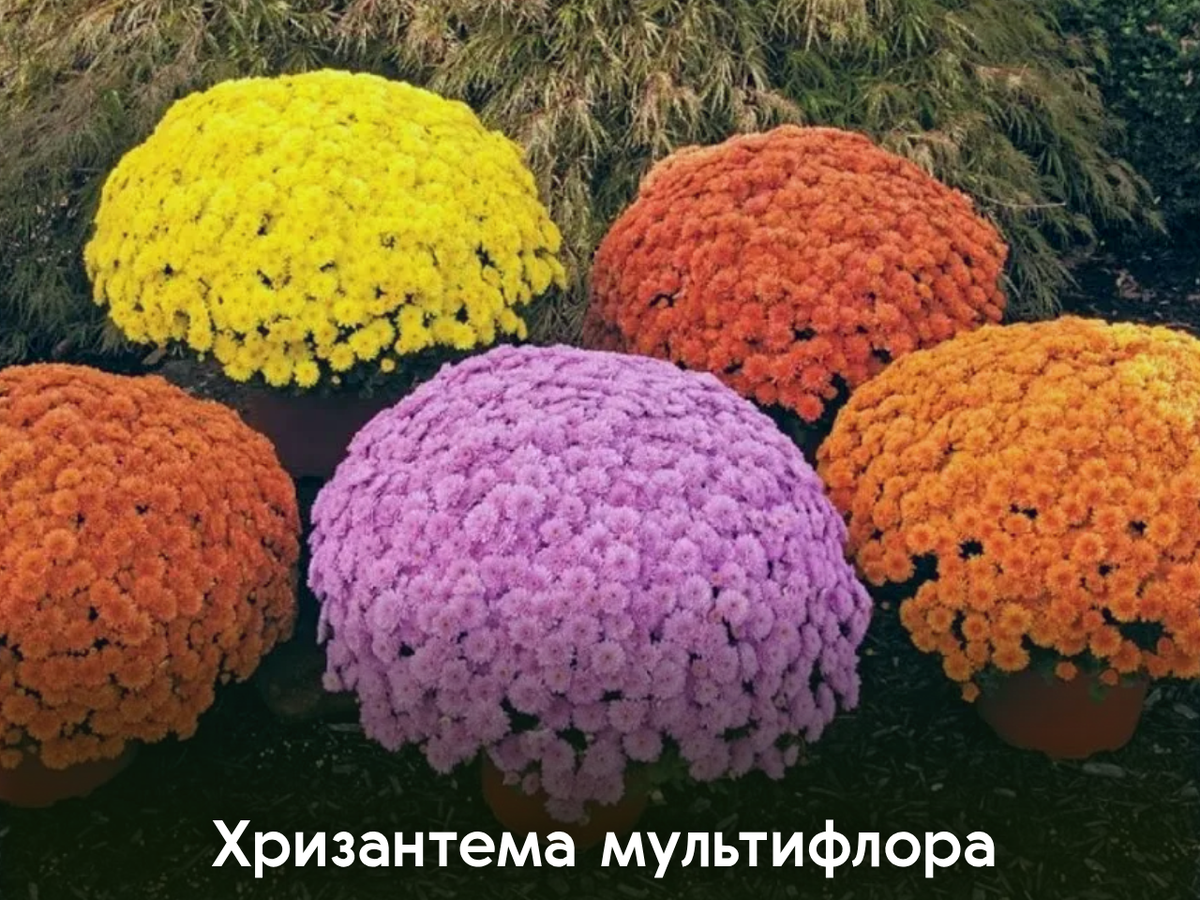 Хризантема мультифлора