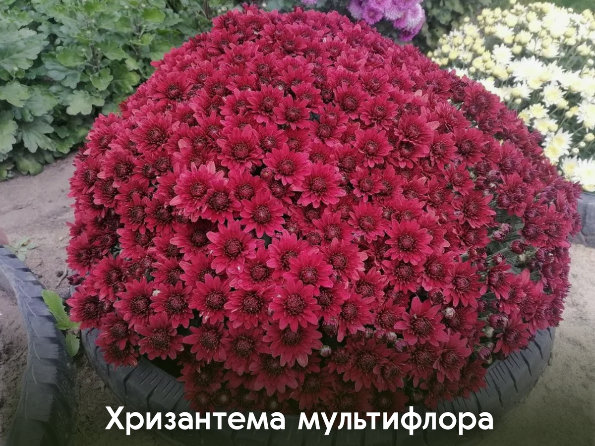 Хризантема мультифлора
