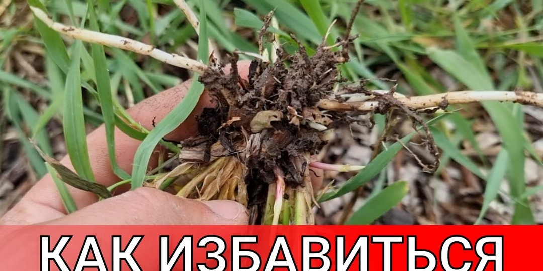 Как избавиться от пырея на дачном участке