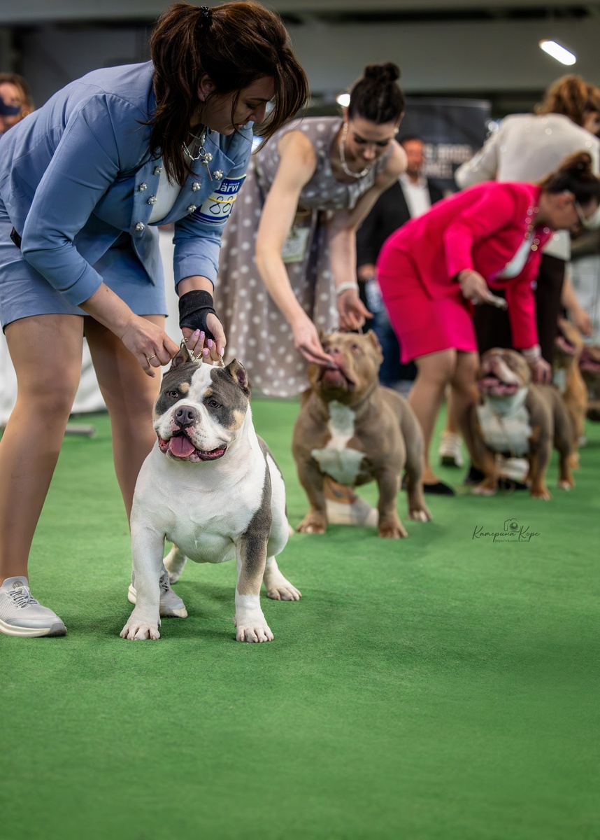 Американский булли Skyline Kennel Dexter Of A&A в ринге с хендлером Миланой Амоновой. 2 место под экспертом David Julian Alvarez, Колумбия. ABKC SHOW, Санкт-Петербург, 3 мая.