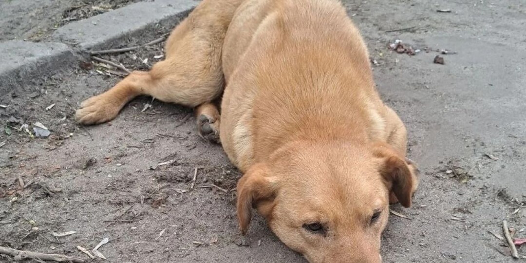 Сбитую собаку из Ивановской области забрали на лечение