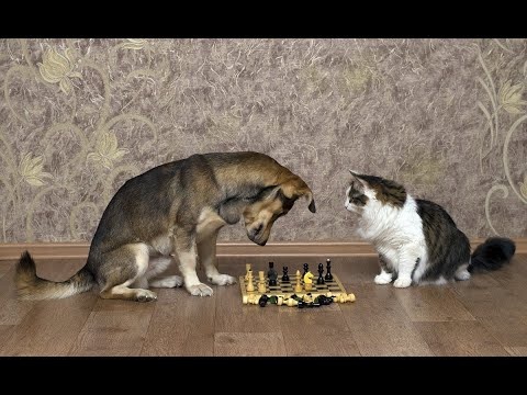 Что делать, если собака и кошка не ладят в доме