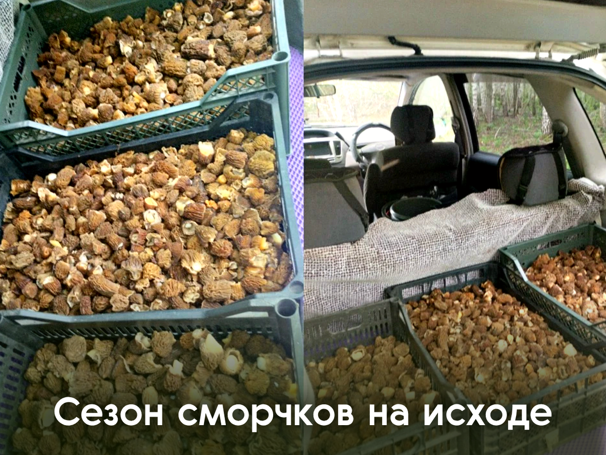 Фото грибника с уровом. Сморчки, собранные в Искитимской районе