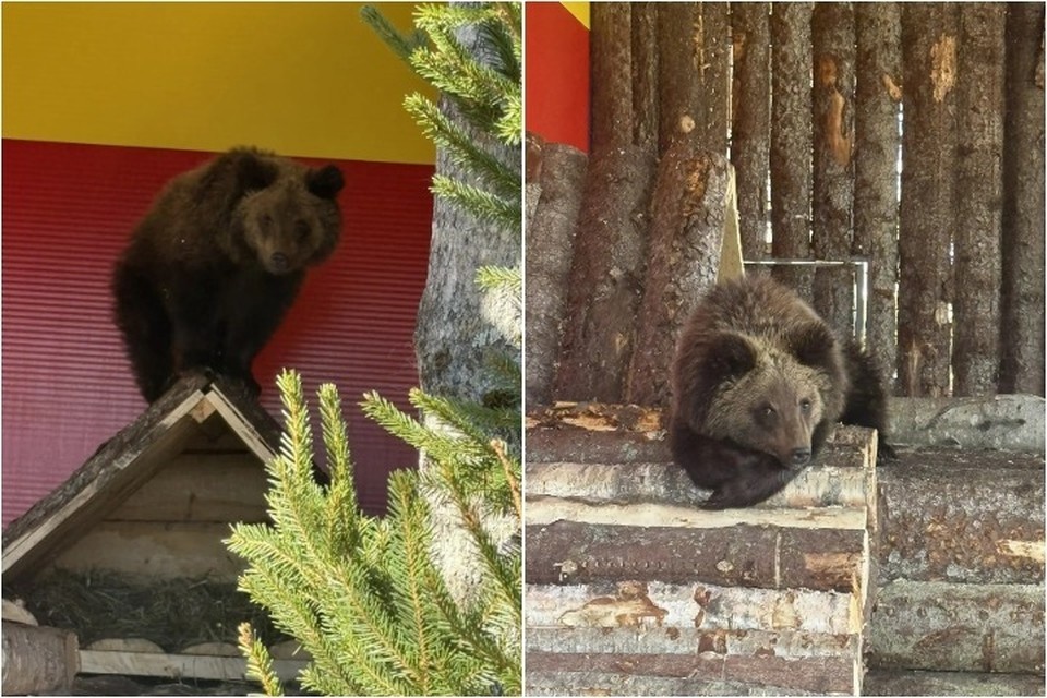   Пока Ёжик живет во временном, но отлично благоустроенном вольере с игрушками, который строили специально под него. Фото: Карельский зоопарк.