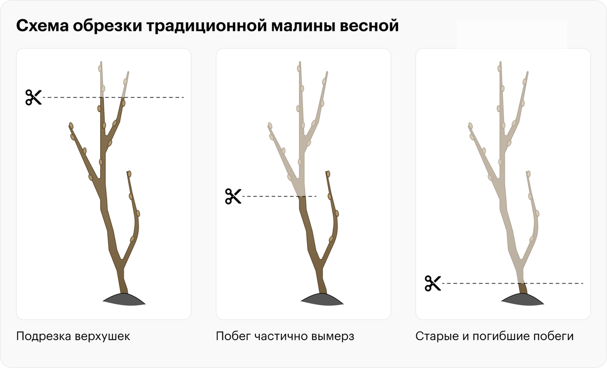 Как правильно обрезать малину весной?
