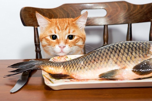 Котик и рыба