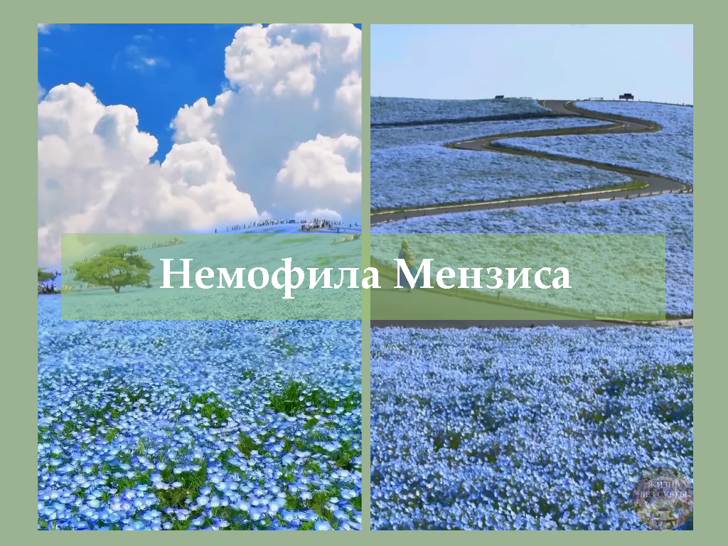 Немофила Мензиса