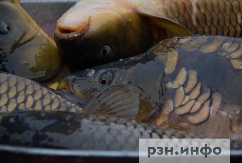 Рязанца поймали с браконьерской сетью на Пре