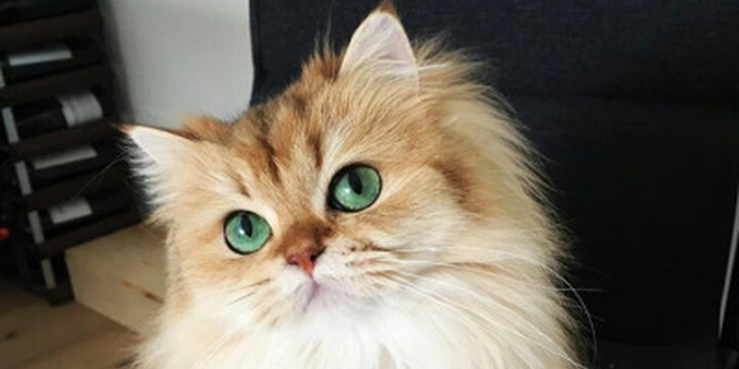 😻 В чём секрет кошачьей милоты? Посмотрите и поймёте!