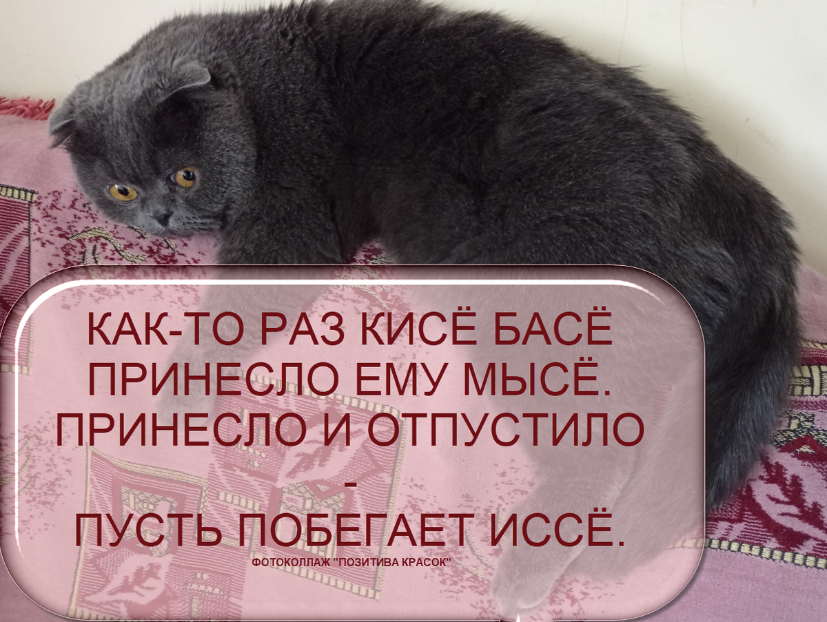 фото автора, коллаж для "Позитива красок"