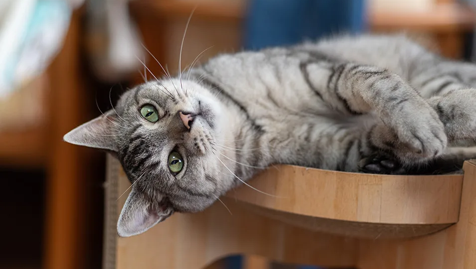 🐱 Кого кошка на самом деле считает своим хозяином