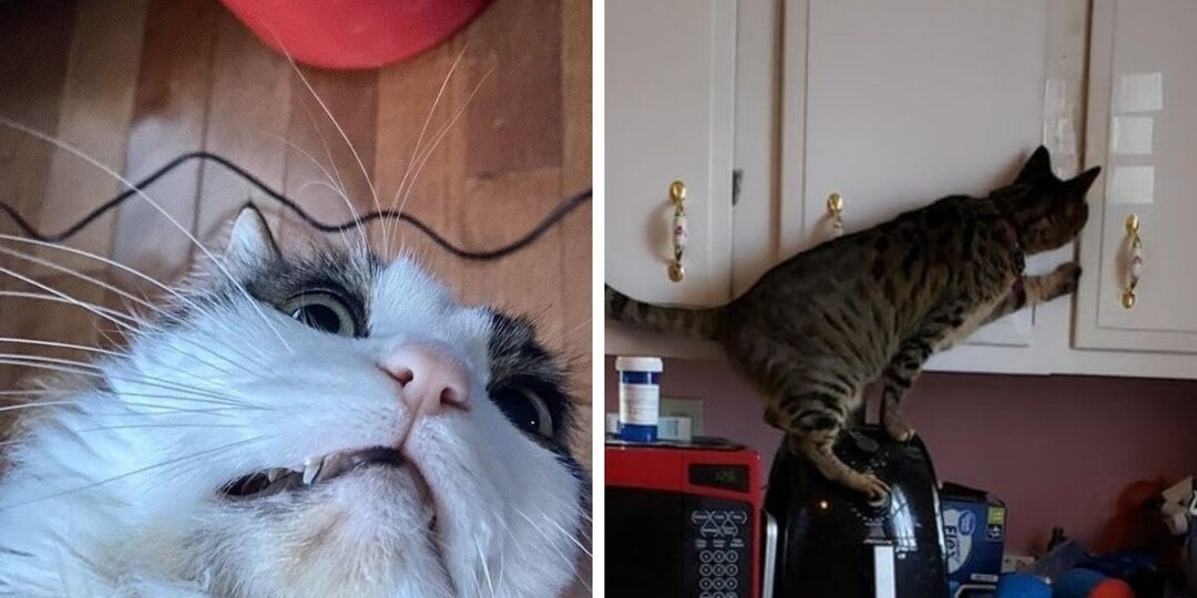 16 фото, которые доказывают, что когда в доме появляется кот, там больше никогда не придётся скучать