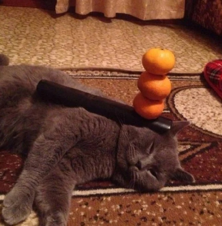 Дзен по‑кошачьи.