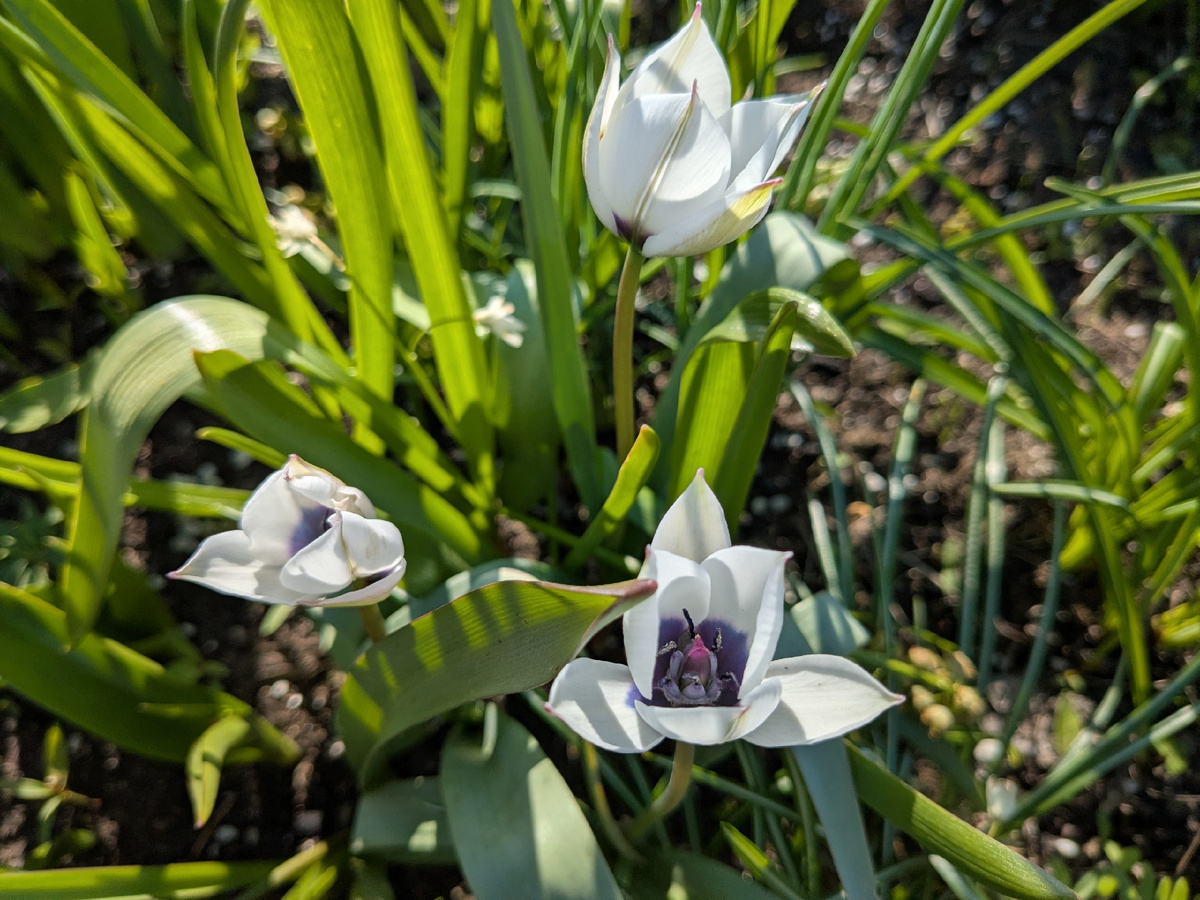 Alba Coerulea Oculata-2026