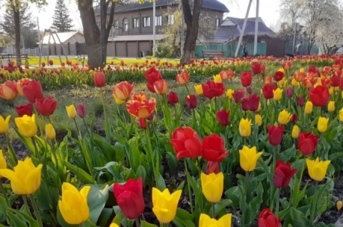    На Белгородчине всю неделю синоптики обещают пасмурную погоду и дожди