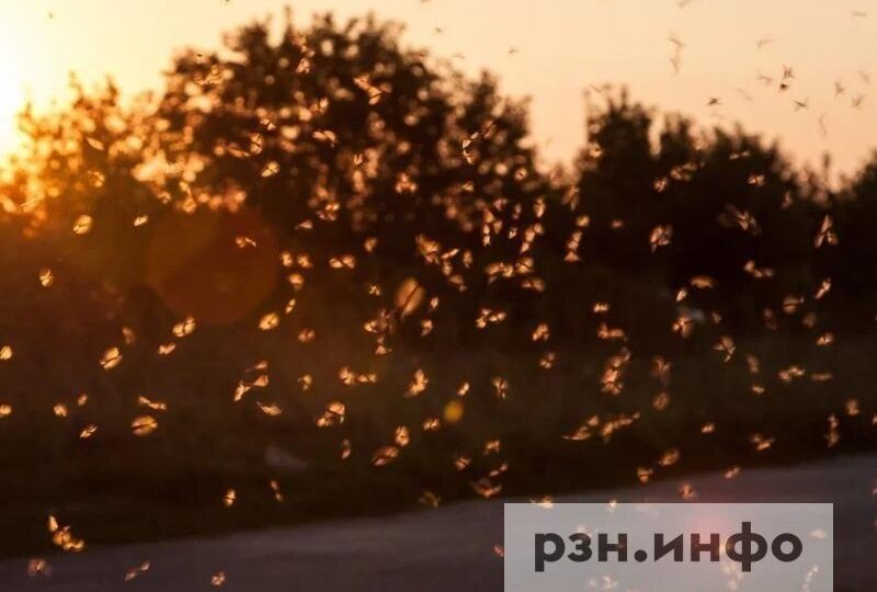 В Рязанской области ожидается нашествие комаров