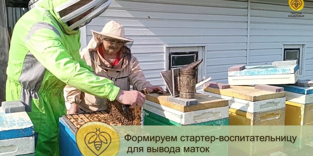 Формируем стартер-воспитательницу для вывода маток. Матководство