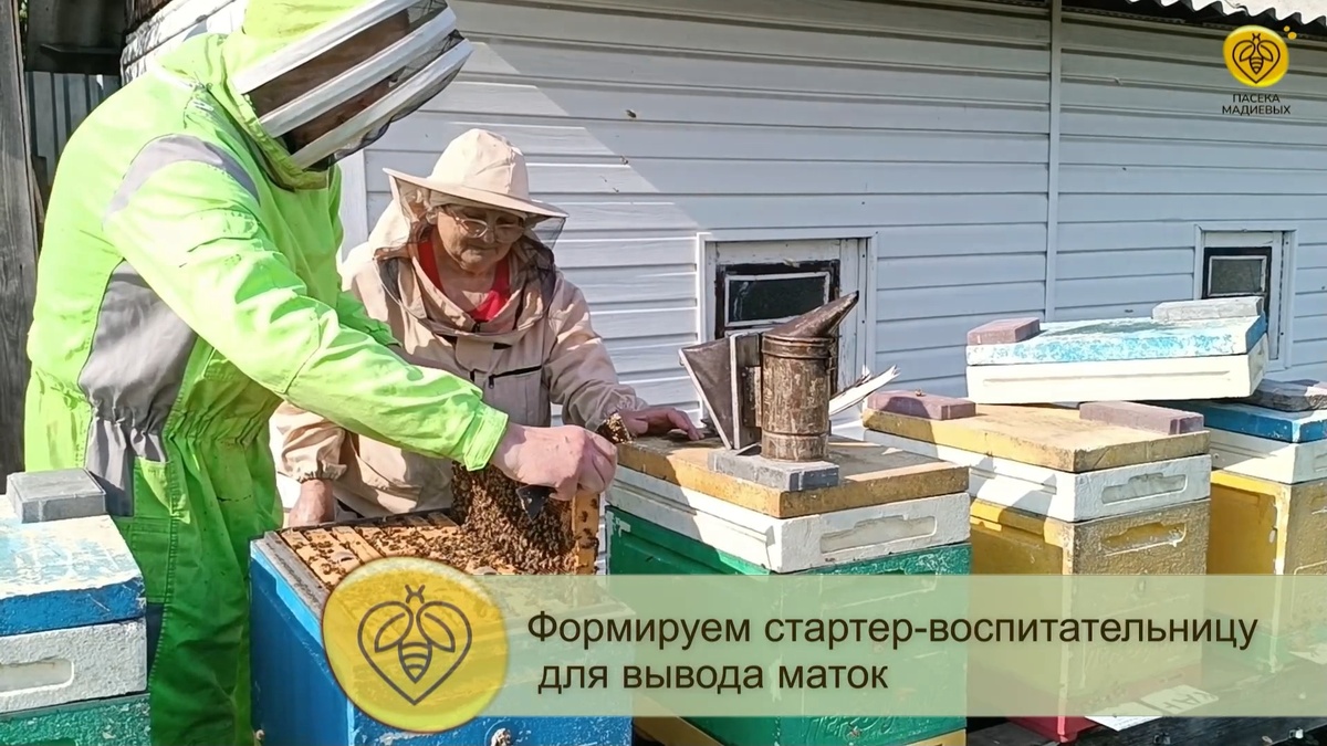 Пчелосемья для этой роли заранее отобрана - это одна из самых сильных семей на пасеке