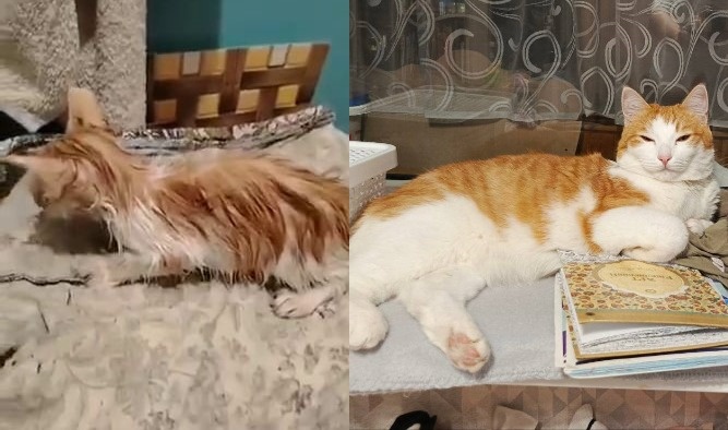 До и после: кошачье преображение Ниссана