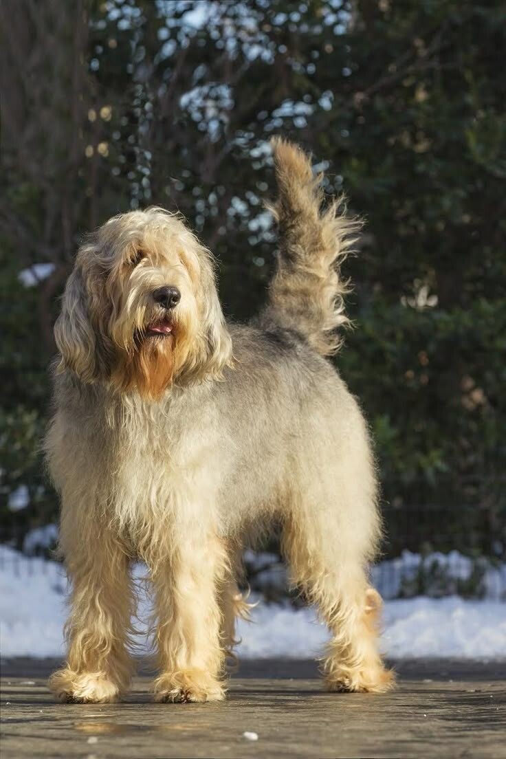 Оттерхаунд (Otterhound)