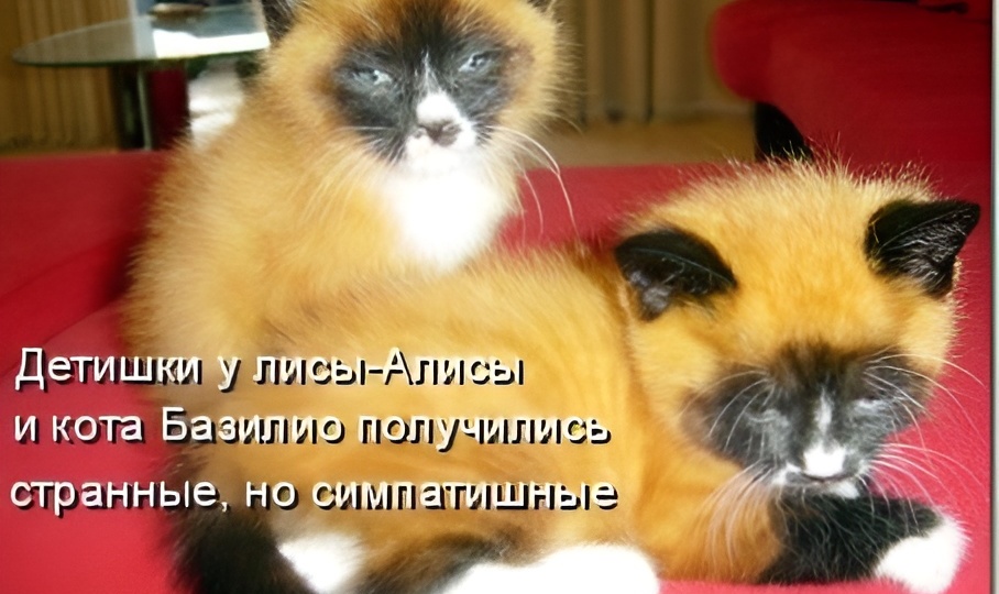 Мемы с котиками для отличного настроения: 15 смешных фото про кошачьи утренние проверки и носовые метки