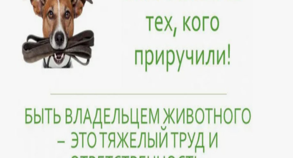 Забери меня домой: Лея, Спайк, Айна и Нужная.