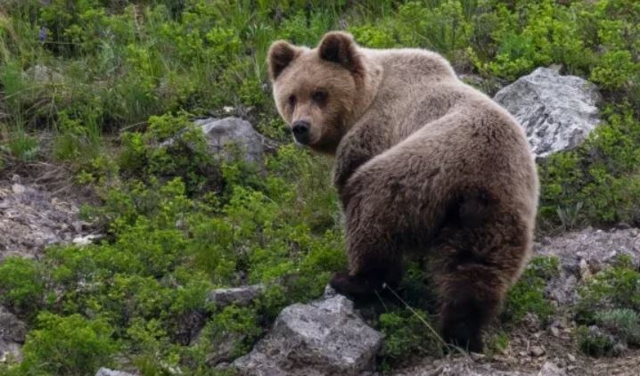 https://altapress.ru/story/myagkogo-burogo-mishku-zapechatleli-v-altayskom-zapovednike-foto-364769