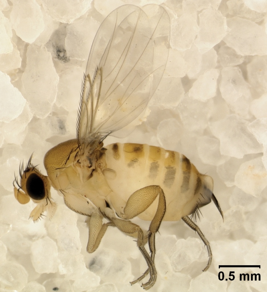 Взрослая самка Apocephalus borealis. Источник изображения: Core A et al. 2012 PLoS ONE, Wikimedia Commons, CC BY 2.5