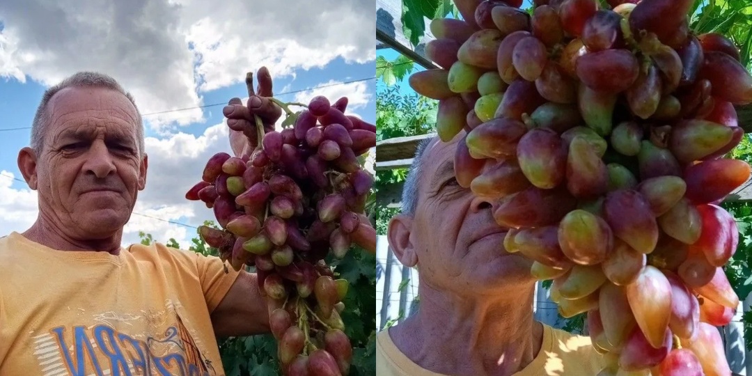 Виноград Дубовской розовый: полный регламент посадки и ведения куста в первый год в Ростовской области | Донская Лоза