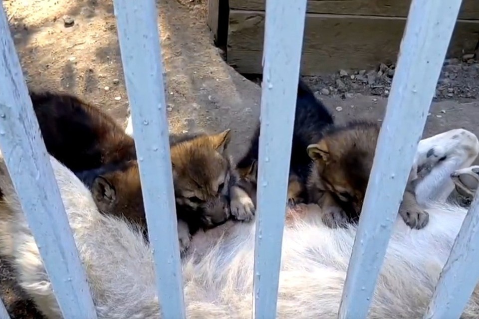    В Мариупольском зоопарке родились волчата. Фото: Мариупольский зоопарк