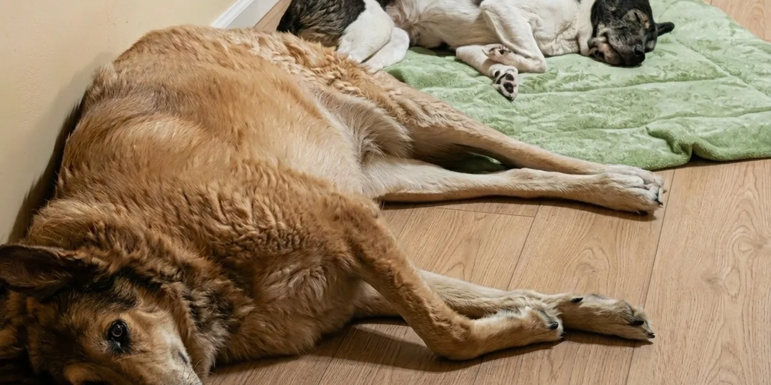 🥺 Им больше некуда идти, кроме как к нам… и к вам за помощью ❤️