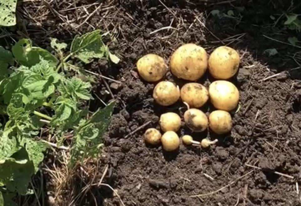 Картофель по обычной технологии у дома в черноземе, лет 10 назад)))
