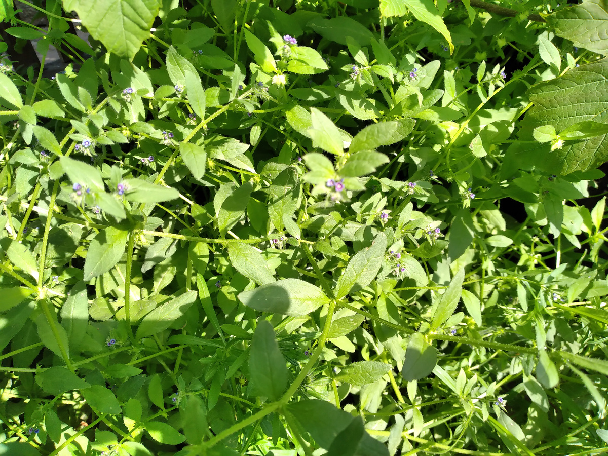 Асперуга (острица) простертая (лат. Asperugo procumbens) 