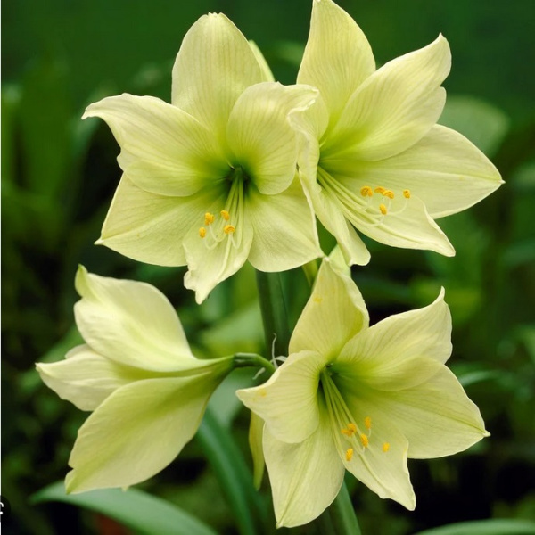 Амариллис (сорт 'Lemon Lime')