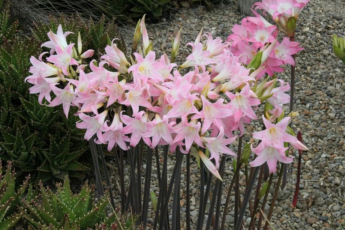 AMARYLLIS BELLADONNA