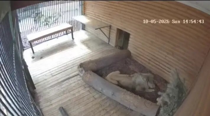    Фото: скриншот видео пресс-службы Ленинградского зоопарка