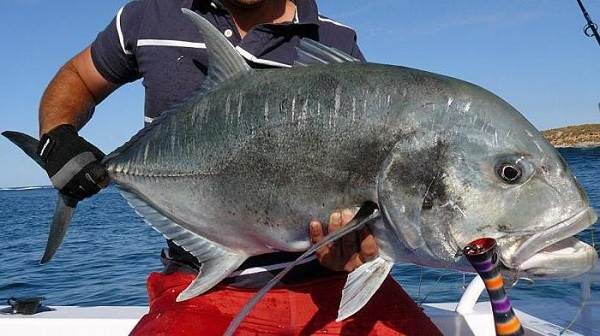 Источник: fishinfo.su