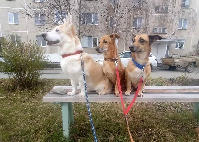     Фото: благотворительный фонд «ЗооЗащита» / zooekb.ru