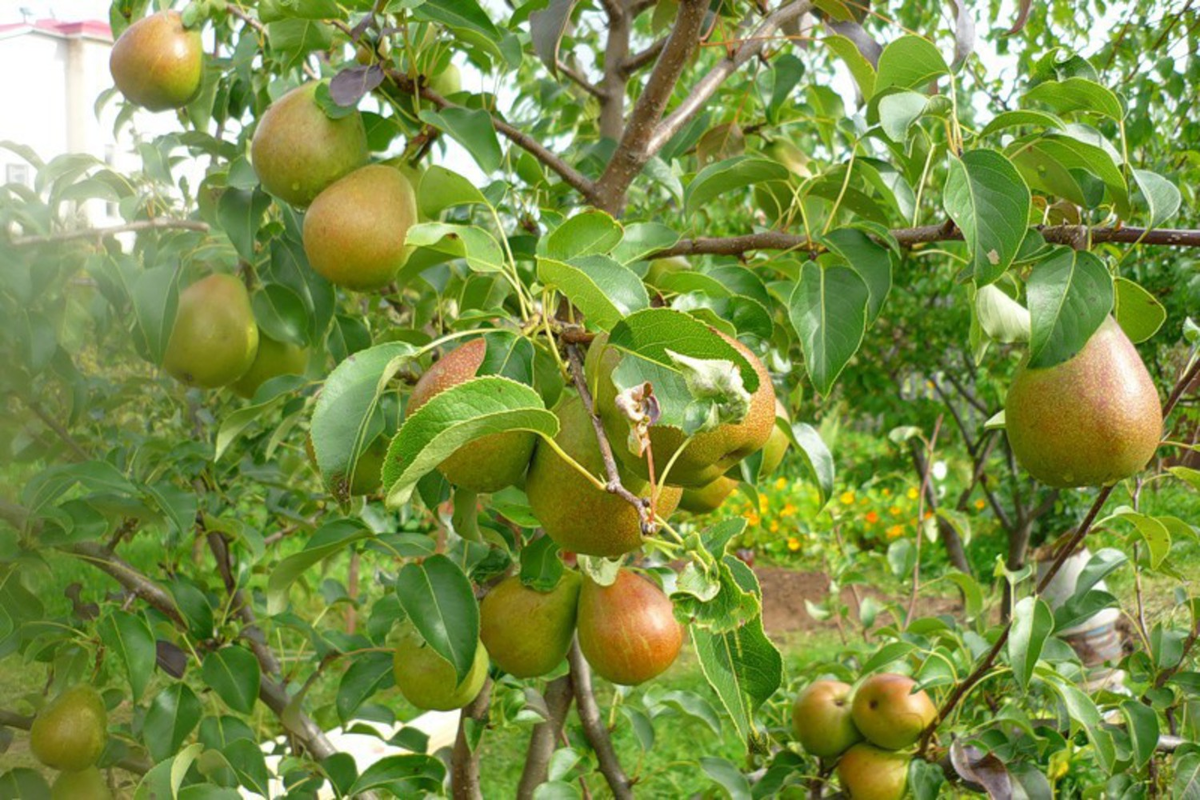 Позднелетняя груша "Чижовская". Источник фото: https://agro-ra.ru/shop/plodovye-derevja/grusha-pyrus-letnie/grusha-chizhovskaja.html
