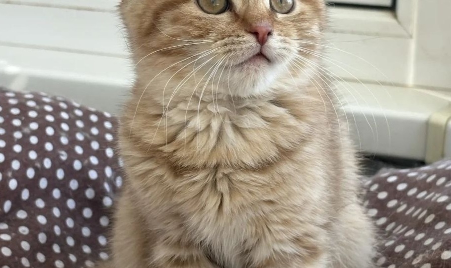 Шотландский прямоухий котенок девочка ищет дом!