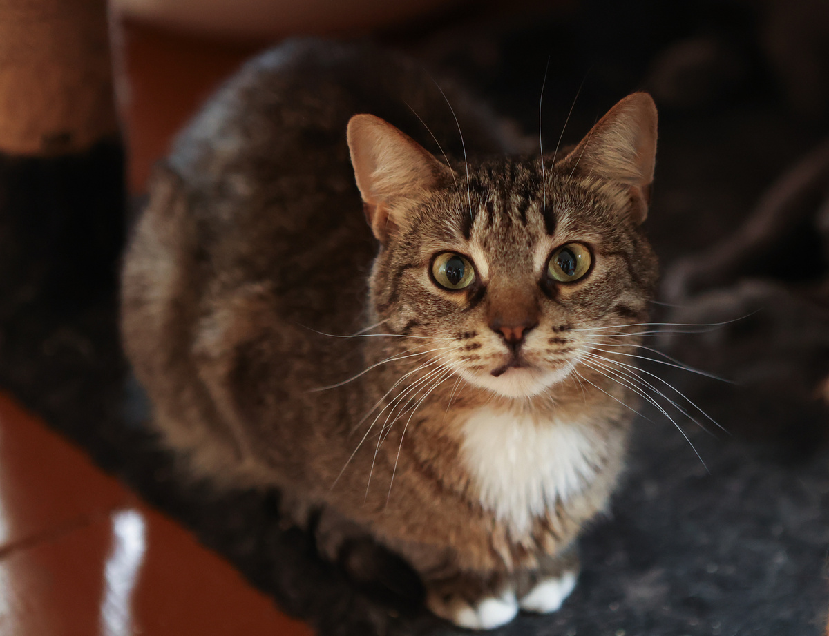 Боня, кошка, 3 года. Ищет дом +7 903-266-04-05