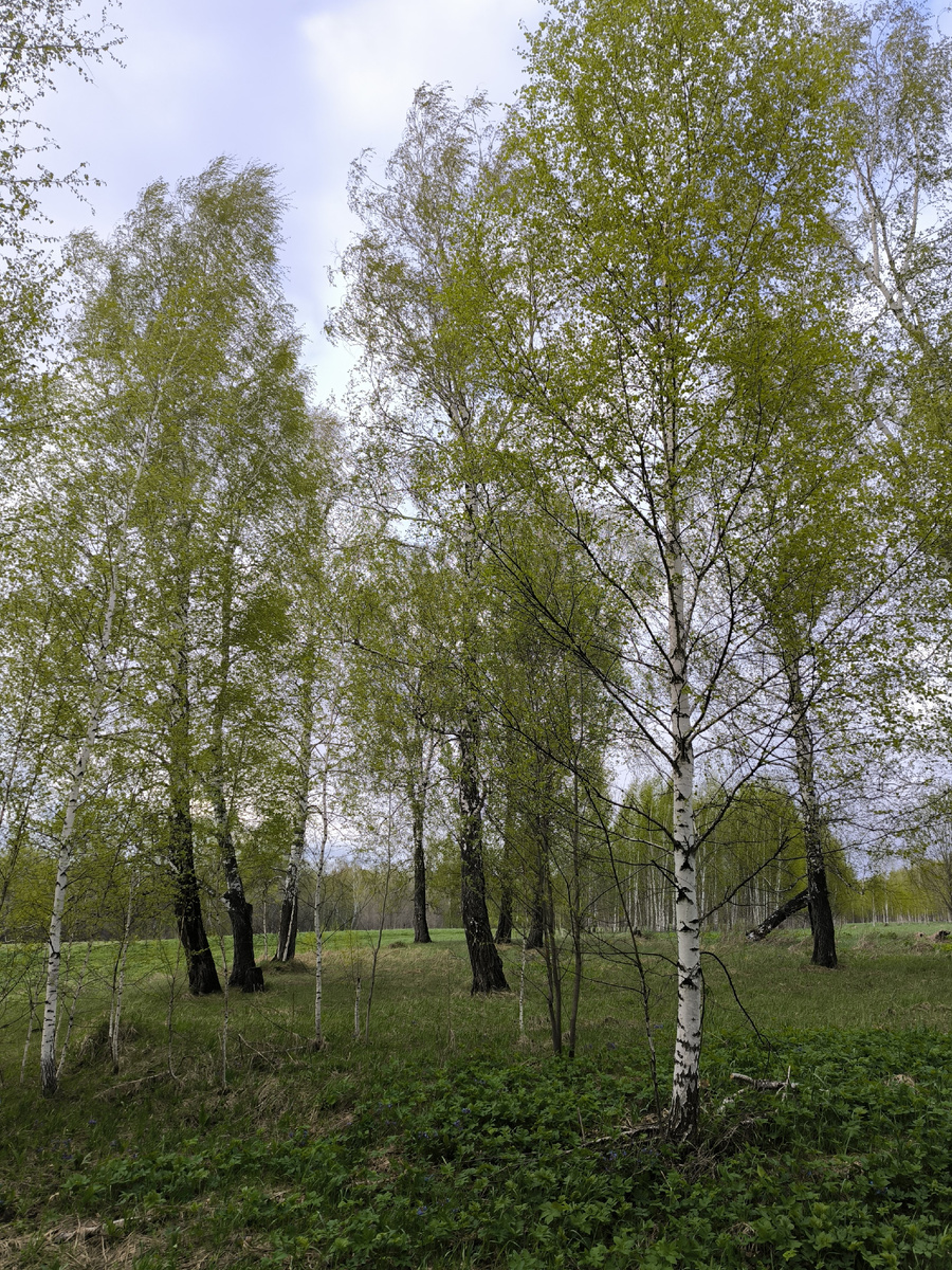 На зелых берёзах листвы больше, чем на молодняке, но цвет у неё ещё желтоватый