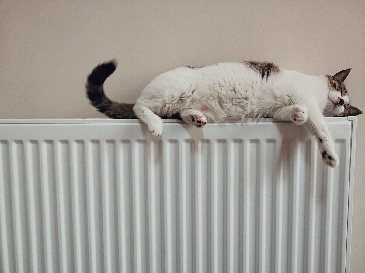   Кошка на батарее© Фото : Unsplash/he gong